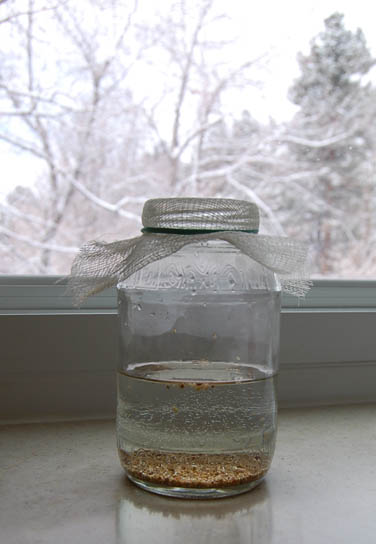 A jar with alfalfa seeds in a window.