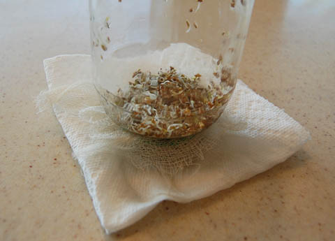 Draining alfalfa sprouts on paper towels.